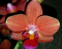 орхиде продажа киев, мультифлора  орхидея купить,оранжевая орхидея;