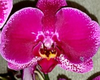 крупные орхидеи 10-12 см цветок купить, продажа орхидей киев и украина