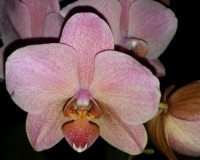 дешевые орхидеи купить уценка орхидей, орхидеи продажа киев и украина;