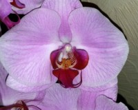королевская орхидея купить недорого.орхидеи купить почтой;
