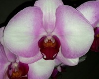 крупнцветковые королевские орхидеи купить;