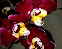 орхидеи продажа киев,орхидеикупить, орхидея черный воск;