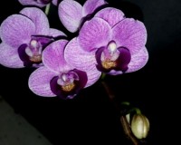 миниорхидея купить недорого,сиреневая орхидея купить недорого;