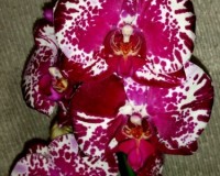 крупные орхидеи 10-12 см цветок купить,орхидеи почтой;