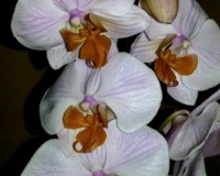 дешевые орхидеи;