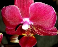 фаленопсис миди мультифлора купить недорого, орхидея фаленоп