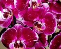 КУПИТЬ ОРХИДЕИ В ПОДАРОК, орхидеи продажа киев и украина;