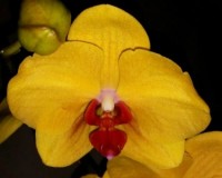 орхидеи продажа киев, орхидеи крупные купить,орхидеи ярко-желтые воско