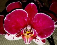фаленопсис пират пикоте бабочка пилорик купитьнедорого,орхидеи восковы