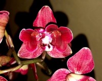 миди мультифлора орхидеи купить,пилорик восковик фаленопсис купить;