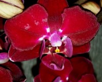орхидея хеппи ангел, красная орхидея восковик купить, орхидеи продажа