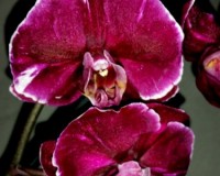 Фаленопсис (Phalaenopsis) каменная роза, черная орхидея восковик купит