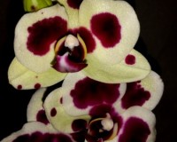 орхиде продажа киев, орхидеи купить недорого киев и украина, фаленопси