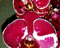 красные восковые орхидеи купить киев, орхидеи продажа киев и украина;