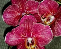 красные восковые орхидеи купить киев, орхидеи продажа киев и украина;