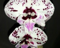 орхидеи продажа киев,орхидеи купить киев и украина, фаленопсис биг лип