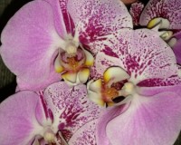 орхидеи купить недорого киев и украина;