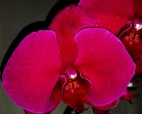 темно-лиловая орхидея, купить орхидею для подарка недорого,подарок на