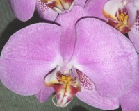 крупные орхидеи 10-12 см цветок купить,орхидеи подарок на 14феваля;