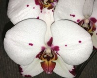 орхидеи крупноцветковые,орхидеи с детками купить недорого киев и украи