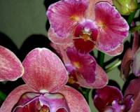 фаленопсис пират пикоте бабочка купить, продажа орхидей киев и украина