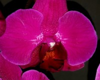 орхидеи продажа киев, орхидеи крупные купить,орхидеи ЛИЛОВЫЕ;