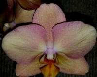 орхиде продажа киев,орхидеи купить, желтые орхидеи восковые;