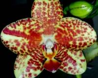 Фаленопсис келли купить недорого, сортовые орхидеи купить киев и украи