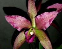 орхидея каттлея купить недорого,орхидеи продажа,орхидеи ароматные;
