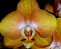 золотая желтая орхидея,горчичный фаленопсис,сортовые миди мультифлора