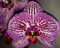 орхидеи для подарка купить недорого;