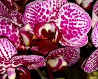 минифаленопсис недорого, орхидеи продажа киев и украина,орхидеи дешевы