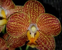 фаленопсис литл зорро купить,сортовые орхидеи восковики купить киев и