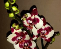 восковые фаленопсисы далматинцы, орхидеи продажа киев и украина