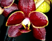орхидеи продажа киев, орхидеи купить недорого киев и украина,черная ор