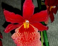 буррагеара нелли айслер купить,орхидея ароматная,орхидея красная купит