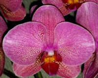 орхидеи продажа киев,орхидеи персиковые,орхидея почтой ДЛЯ ПОДАРКА
