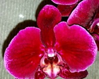 орхидеи бархатные,орхидеи купить, орхидеи продажа киев,орхидеи крупные