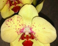 крупноцвтковые орхидеи, желтые орхидеи купить недорого, восковые орхид