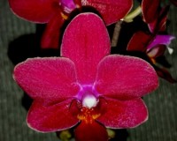 восковые орхидеи фаленопсисы купить,глянцевые орхидеи купить;