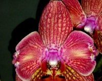 орхидеи продажа киев и украина,орхидеи купить,орхидеи бабочки всок,фал
