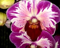 орхидеи продажа киев,орхидеи купить,орхидея мультифлора,сортовые орхид