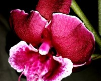 черная орхидея восковик купить,черный биг лип орхидея, орхидеи продажа