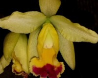 орхидеи продажа киев,орхидеи купить,каттлея желтая орхидея купить недо