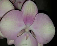 орхидеи продажа киев,орхидеи купить,фаленопсис БИГ ЛИП САЛАТОВЫЙ;