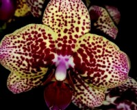 продажа эксклюзивных орхидей, сортовые орхидеи купить киев,восковики ф