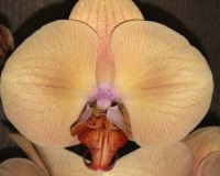 абрикосовая орхидея, орхидеи продажа киев и украина;