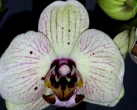 орхидеи продажа,орхидеи купить, мультифлора орхидея восковик;