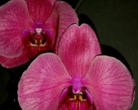 орхидеи продажа киев,фаленопсис,орхидеи купить;