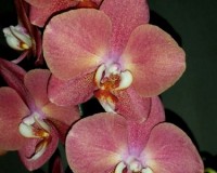 орхидеи продажа киев,орхидеи купить, орхидеи восковые коралловые;